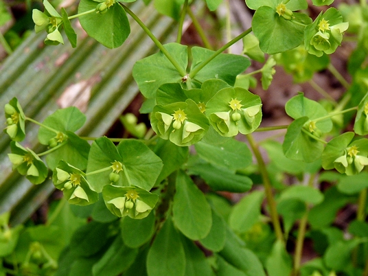 {Euphorbia commutata